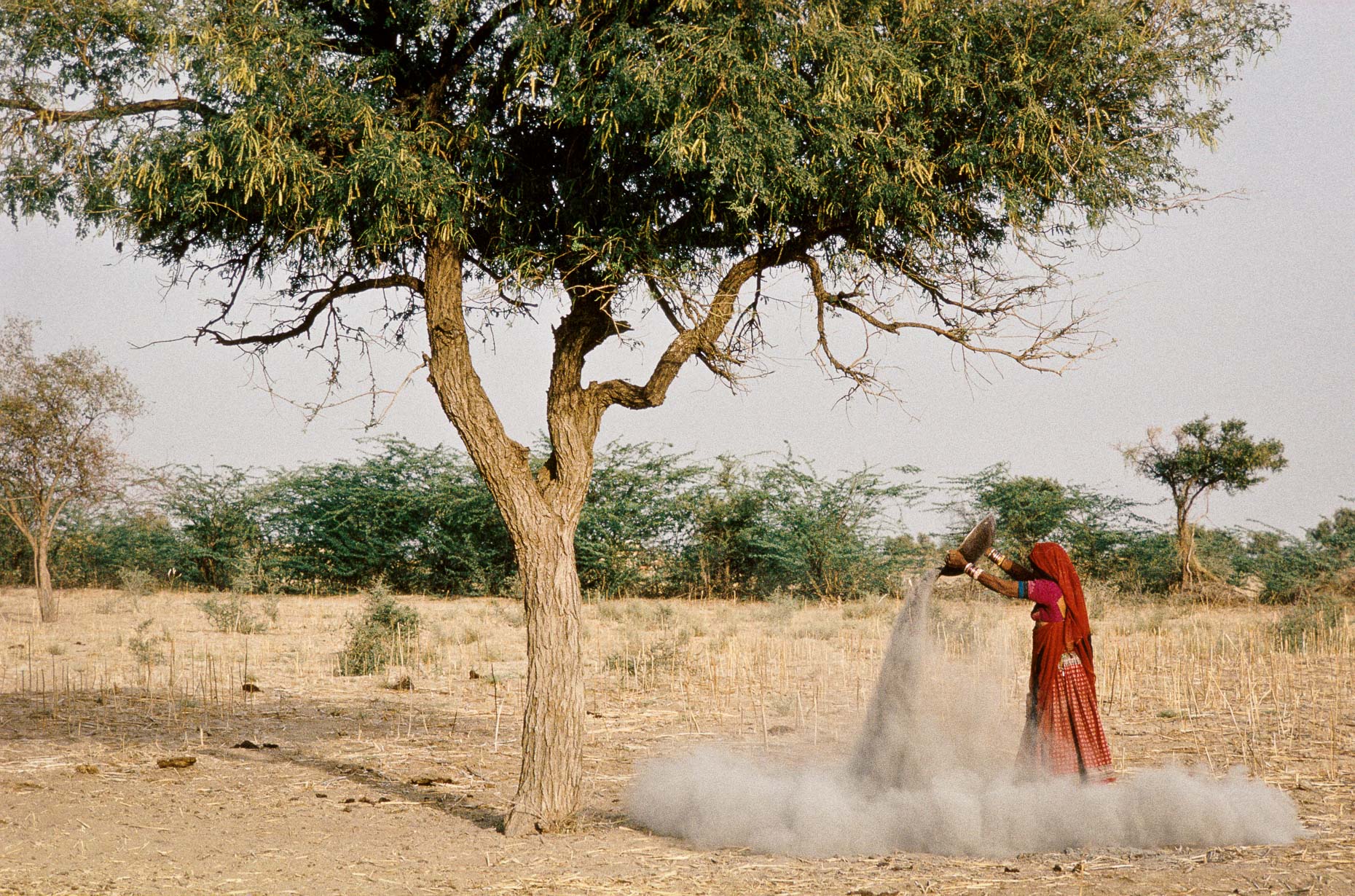 Ashes under Khejeri tree, 1991 Rajasthan