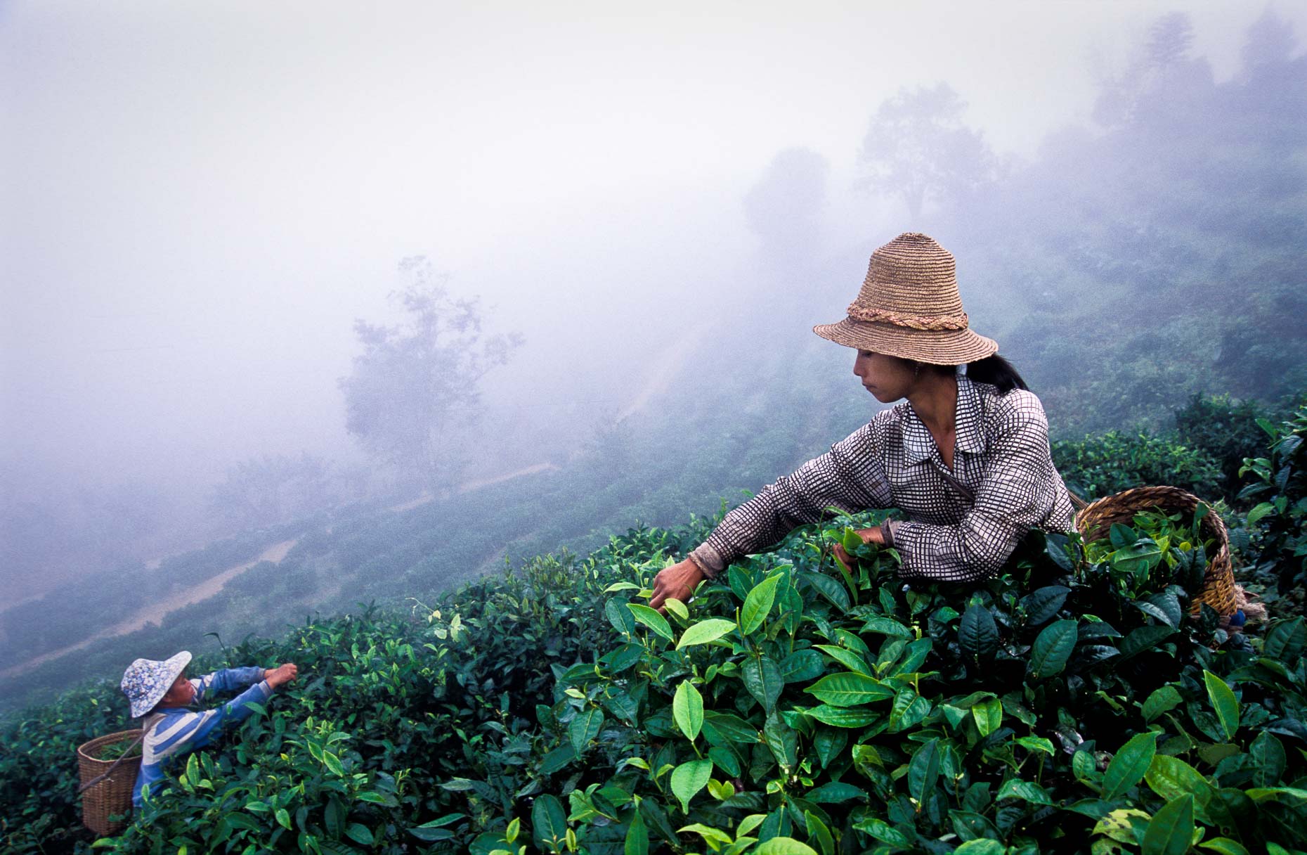 Tea picking in morning mist